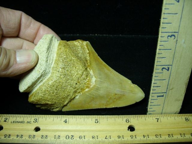 Fossilized Megalodon Shark Tooth (091120n)