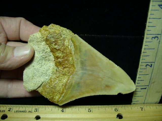 Fossilized Megalodon Shark Tooth (091120n) - Image 2