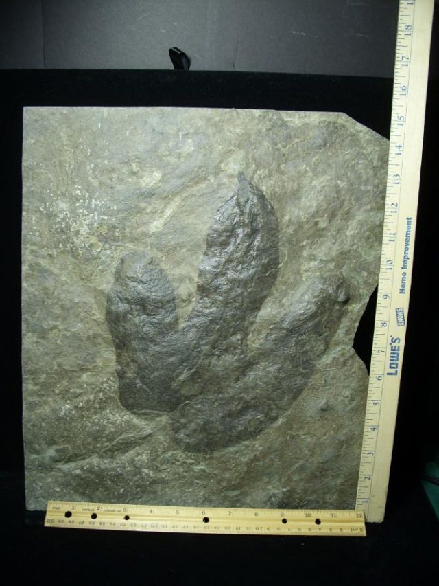 dinosaur footprint fossil
