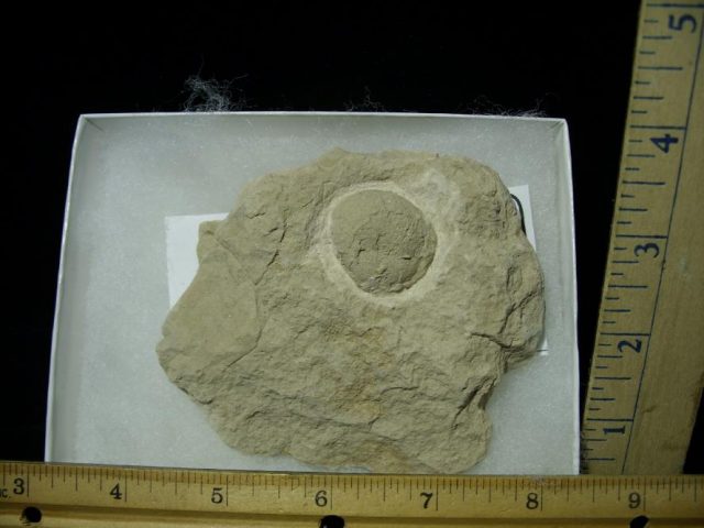 Fossil Tortoise Egg (120420a)