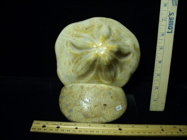 Fossilized Echinoid (121520k)