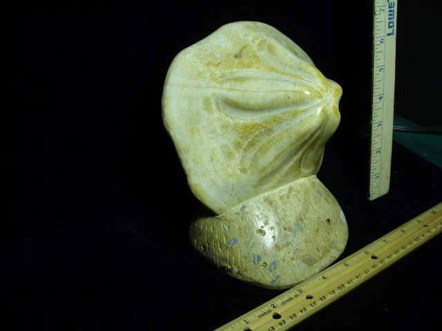Fossilized Echinoid (121520k) - Image 2