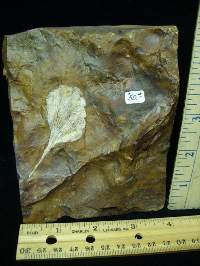 Fossil Ginkgo Leaf (121320z)