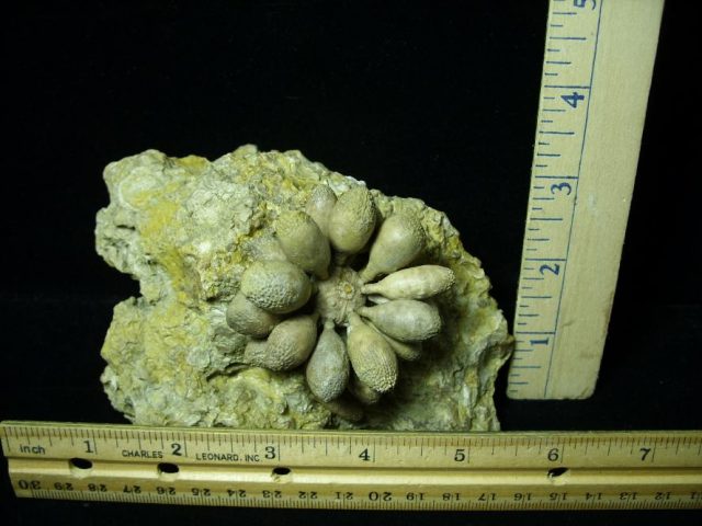 Sea Urchin Fossil (121520j)