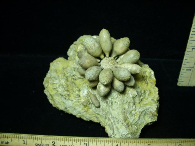 Sea Urchin Fossil (121520j) - Image 2