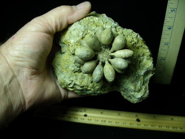 Sea Urchin Fossil (121520j) - Image 3