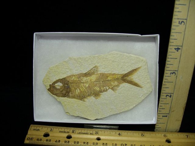 Fossilized “Green River” Fish (121620b)