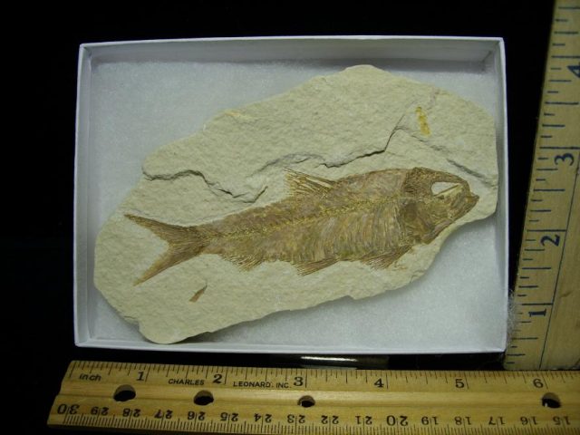Fossilized “Green River” Fish (121620c)