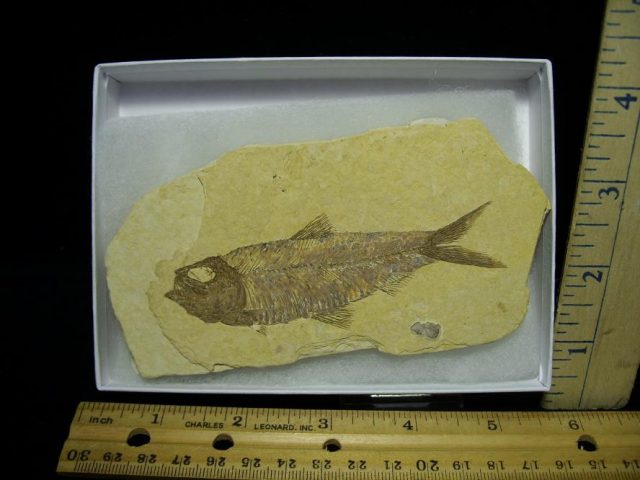 Fossilized “Green River” Fish (121620h)