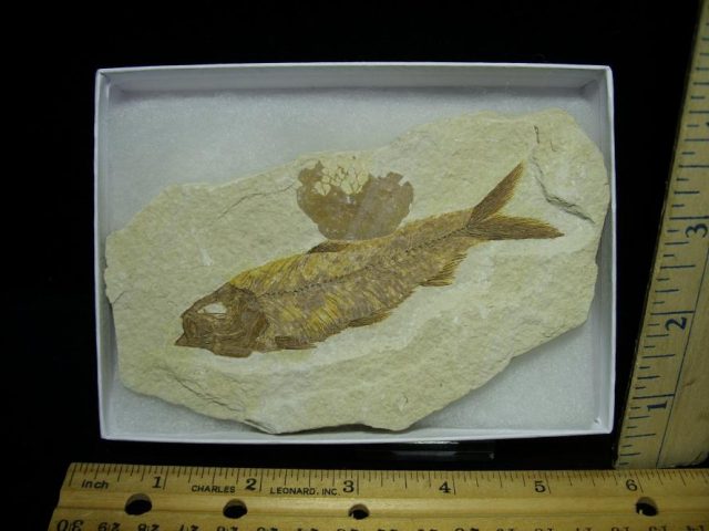 Fossilized “Green River” Fish (121620n)