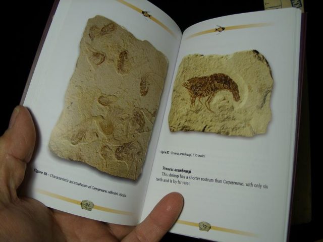 The Cretaceous Fossils of Lebanon (121620w) - Image 2