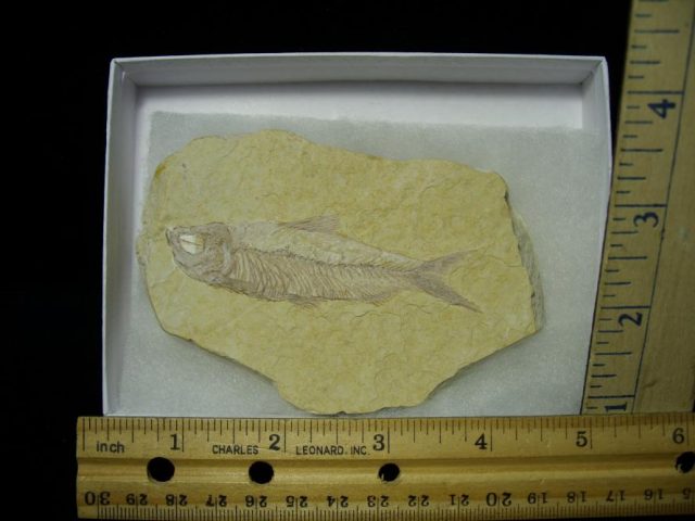 Fossilized “Green River”  Fish  (122120a)
