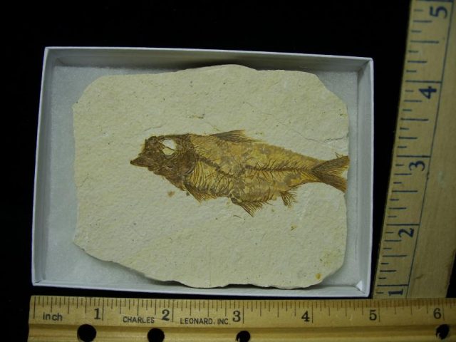 Fossilized “Green River”  Fish  (122120d)