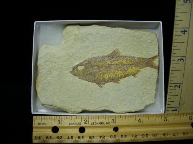Fossilized “Green River”  Fish  (122120e)