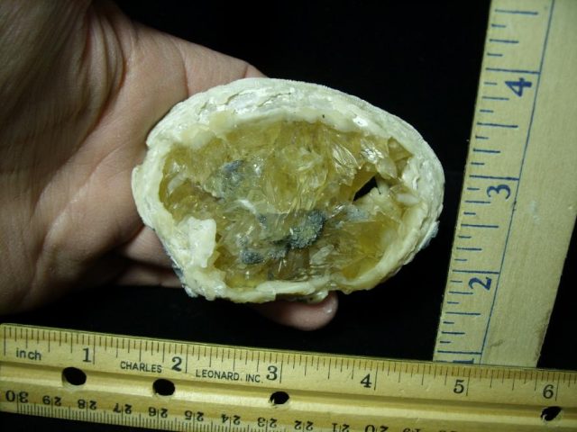 Fossilized Calcite Crystal filled Clam (122120j)