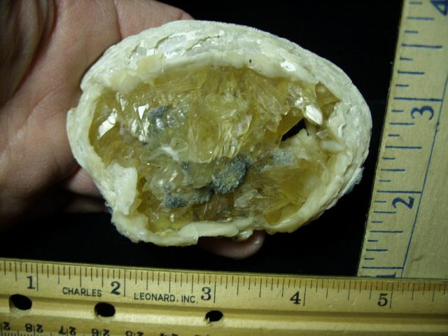 Fossilized Calcite Crystal filled Clam (122120j) - Image 2