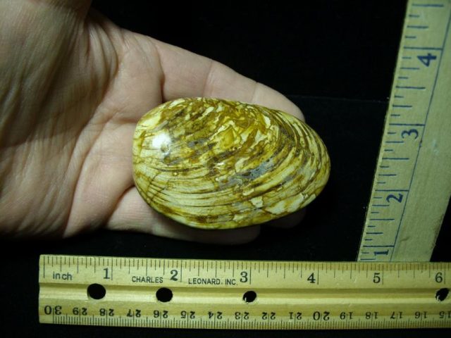 Fossil Clam  “Bivalve” (122120s)