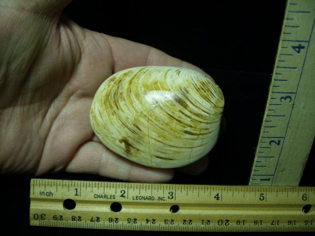 Fossil Clam  “Bivalve” (122120t)