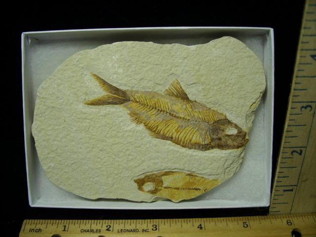 Fossilized “Green River”  Fish  (122320h)