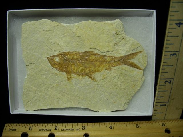 Fossilized “Green River”  Fish  (122320j)
