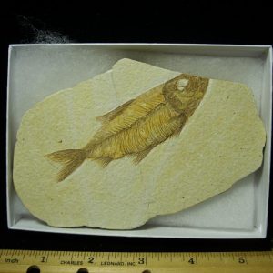 Fossilized “Green River”  Fish  (122320m)