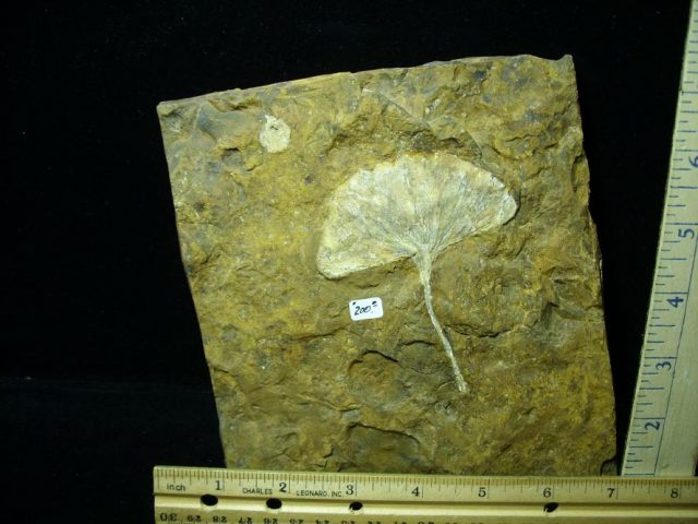100% PERFECT -Fossil Ginkgo Leaf (122420f) - Image 2