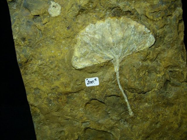 100% PERFECT -Fossil Ginkgo Leaf (122420f)