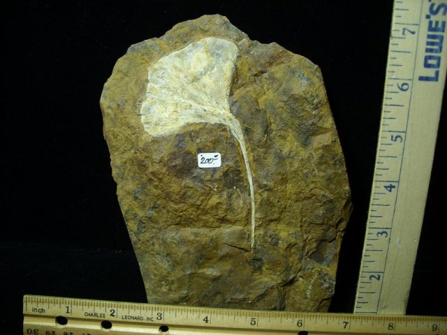 100% PERFECT - Fossil Ginkgo Leaf (122420h) - Image 2
