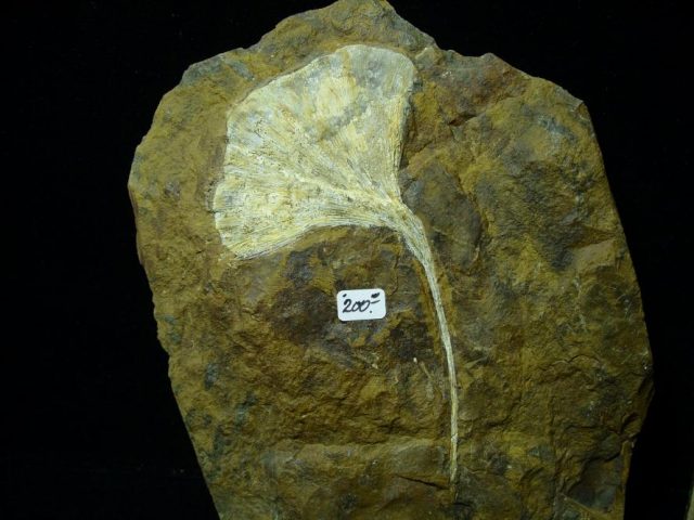 100% PERFECT - Fossil Ginkgo Leaf (122420h)