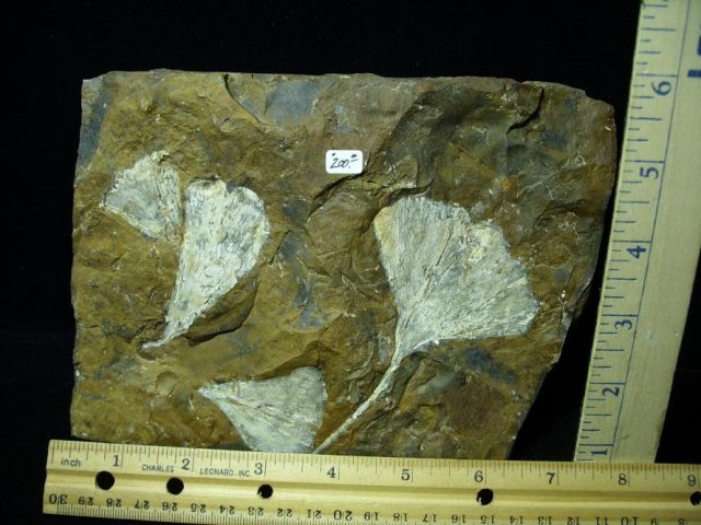 100% PERFECT - Fossil Ginkgo Leaves (122420j) - Image 2