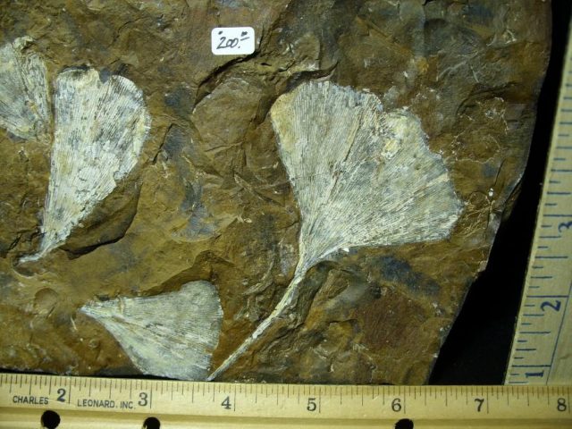 100% PERFECT - Fossil Ginkgo Leaves (122420j)