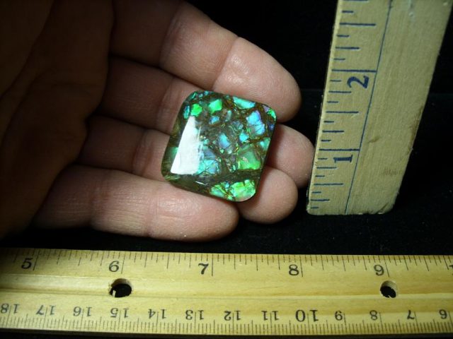 Canadian Ammonite/Ammolite  (122720s)