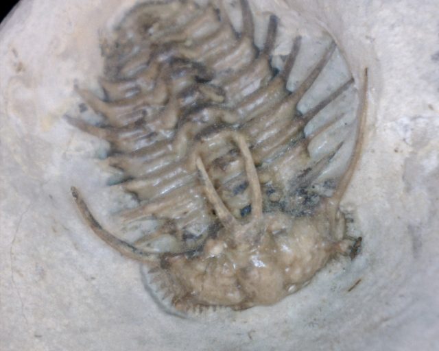 Ordovician  Ceratonurus Trilobite (013721a) - Image 3