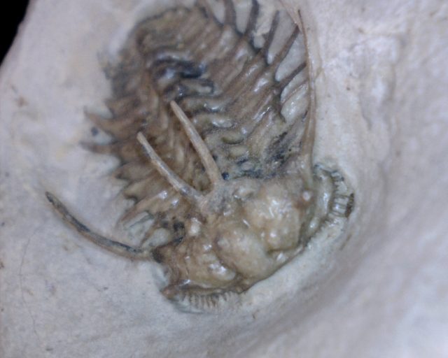 Ordovician  Ceratonurus Trilobite (013721a) - Image 2