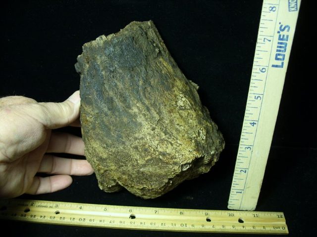 Hadrosaur (Duckbill) Dinosaur Partial Femur (013521b) - Image 2