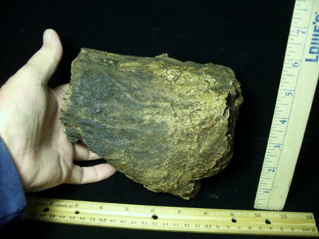 Hadrosaur (Duckbill) Dinosaur Partial Femur (013521b)