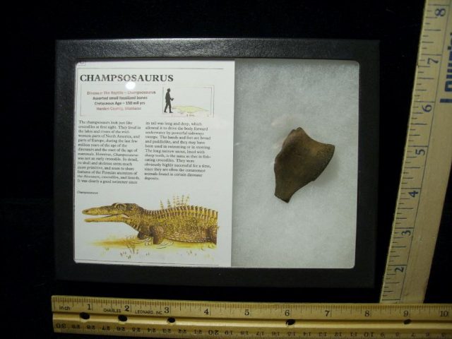 Champsosaurus Bone Fragment (010521g)