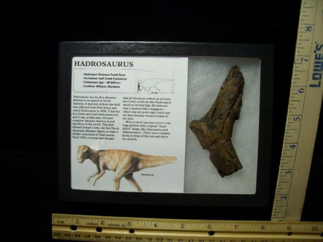 Hadrosaurus (Duckbill Dinosaur) Bone Fragment (010521h) - Image 2