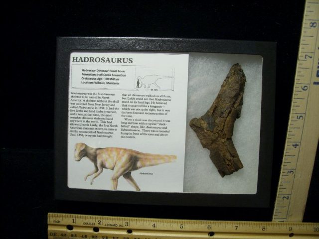 Hadrosaurus (Duckbill Dinosaur) Bone Fragment (010521h)