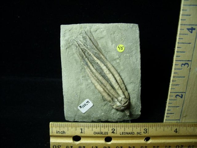 Indiana Fossil Crinoid  (010821a)