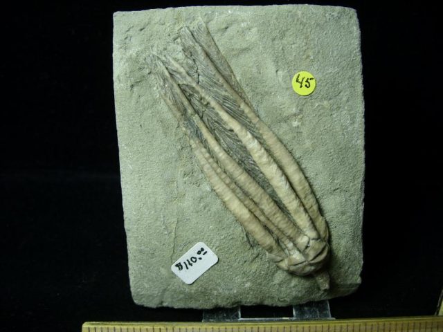 Indiana Fossil Crinoid  (010821a) - Image 2