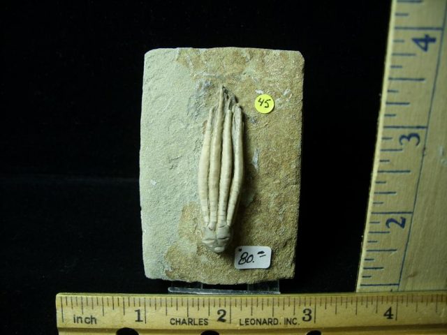 Indiana Fossil Crinoid  (010821b)