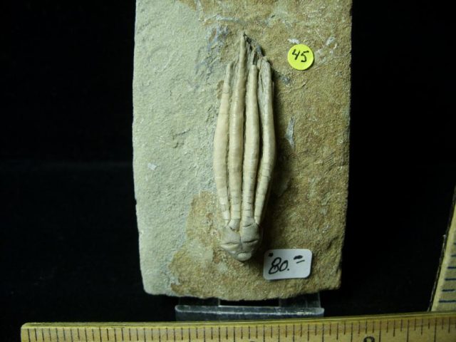 Indiana Fossil Crinoid  (010821b) - Image 2