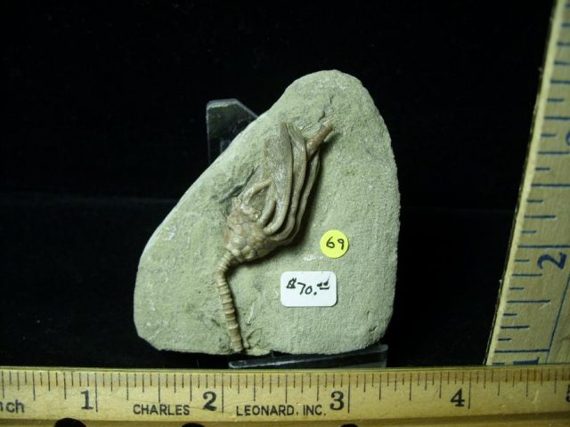 Indiana Fossil Crinoid  (010821e)