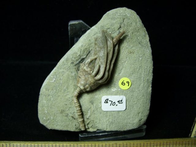Indiana Fossil Crinoid  (010821e) - Image 2