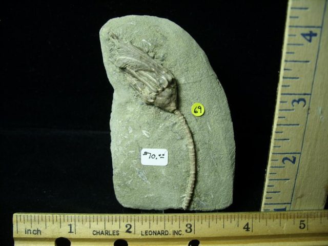 Indiana Fossil Crinoid  (010821f)