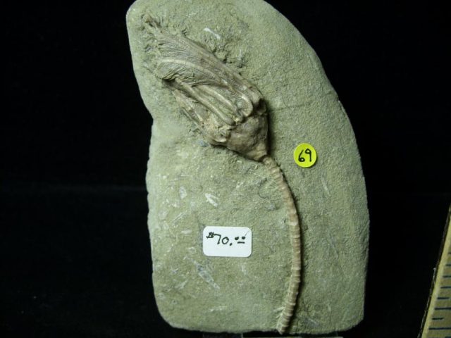 Indiana Fossil Crinoid  (010821f) - Image 2
