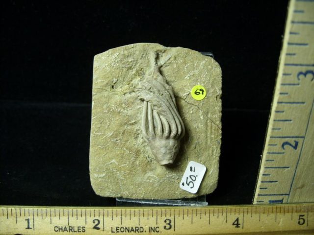 Indiana Fossil Crinoid  (010821g)