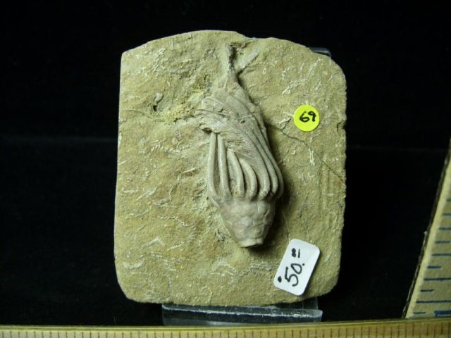 Indiana Fossil Crinoid  (010821g) - Image 2