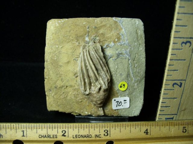 Indiana Fossil Crinoid  (010821h)